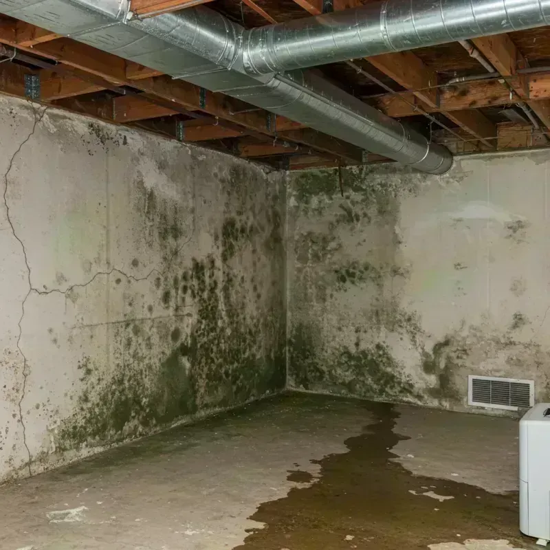 Professional Mold Removal in Middletown, KY